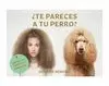 TE PARECES A TU PERRO? JUEGO DE MEMORIA