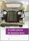 A MIÑA PLANTA DE LARANXA LIMA